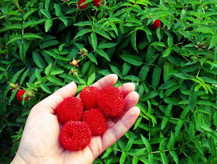 Rubus illecebrosus ( poza net ) - zmeur - capsun Japonez