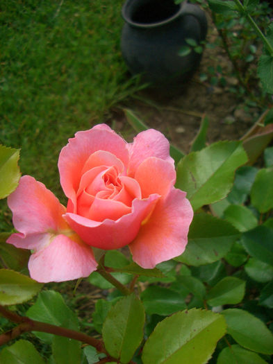 'Marie Curie ®'• MEIlomit • Romantic Dreams • Umilo; Floribunda, Shrub.  Bred by Meilland International (France, 1997).
