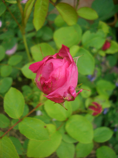 'Mary Rose ®' • AUSmary; Shrub.  English Rose Collection.  Bred by David Austin (United Kingdom, 1983).
