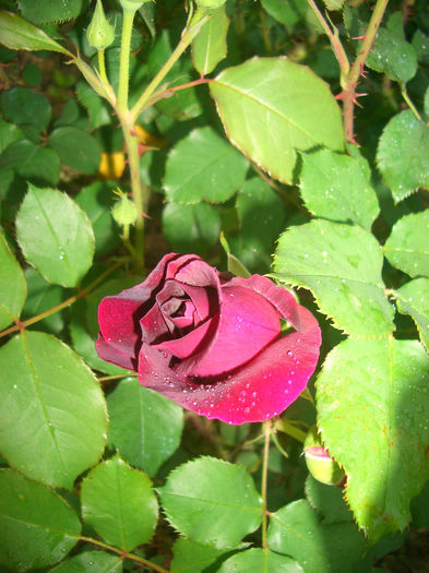 'Munstead Wood' • Ausbernard; Shrub.  English Rose Collection.  Bred by David Austin (United Kingdom, 2007).
