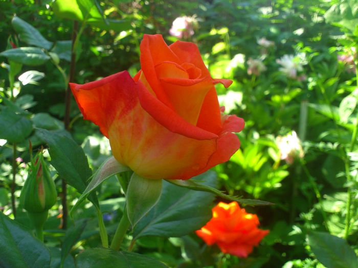 monica - TRANDAFIRI 2014