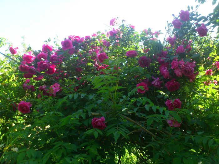 parade - TRANDAFIRI 2014