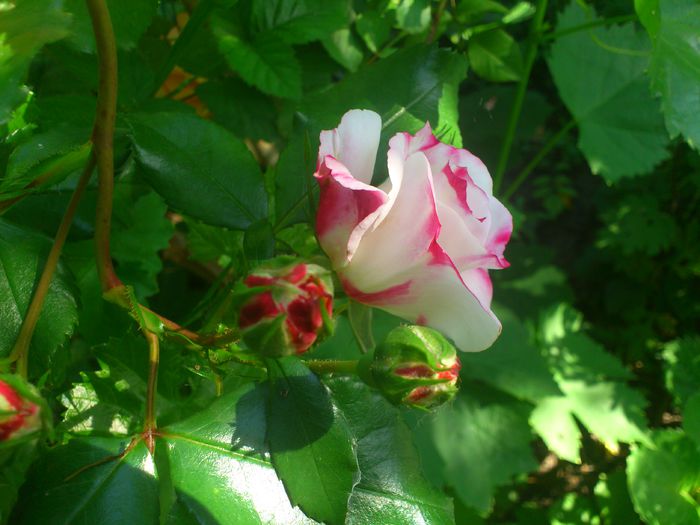 DSC_5561 - TRANDAFIRI 2014