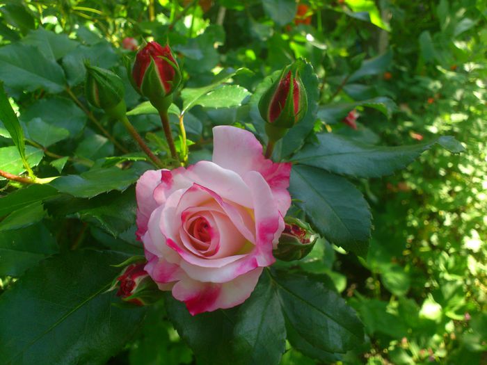 DSC_5560 - TRANDAFIRI 2014