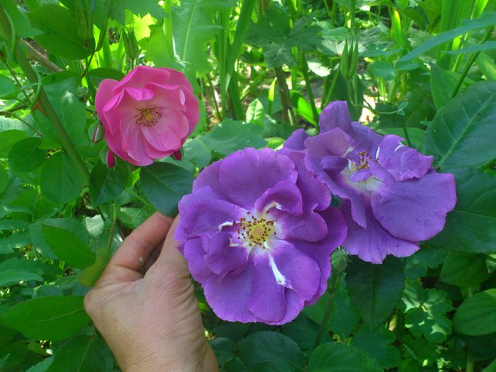 DSC_5559 - TRANDAFIRI 2014