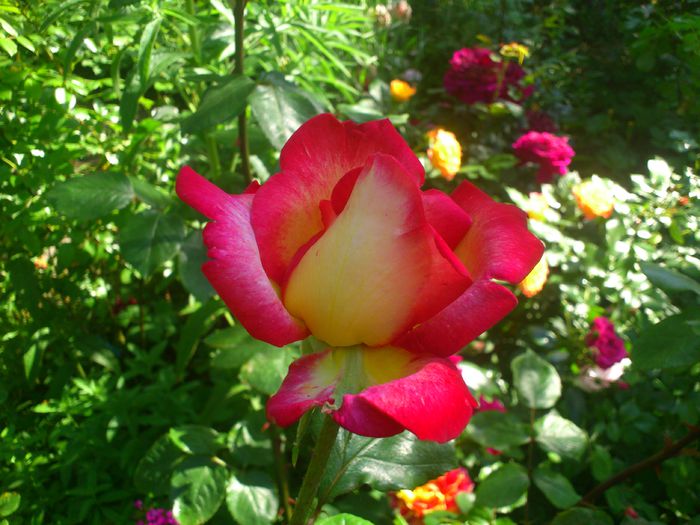 DSC_5558 - TRANDAFIRI 2014