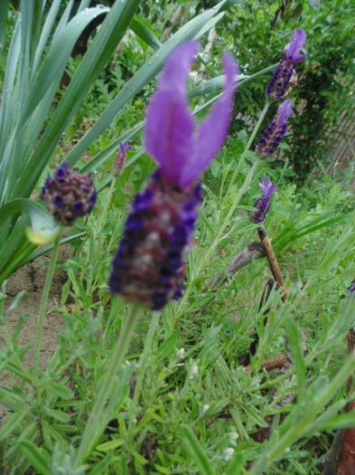 Lavanda - - In aer parfum de rose