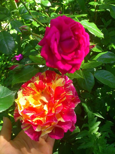 DSC_5554 - TRANDAFIRI 2014