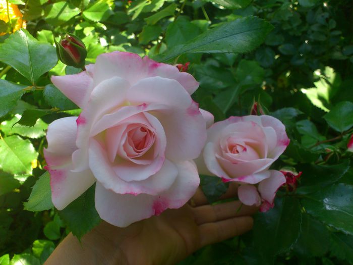 DSC_5553 - TRANDAFIRI 2014