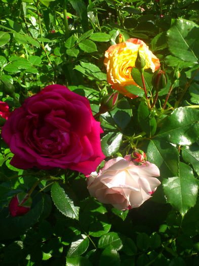 DSC_5552 - TRANDAFIRI 2014