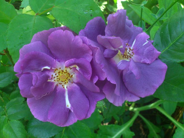 DSC_5551 - TRANDAFIRI 2014