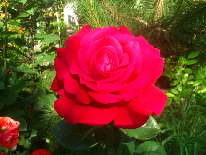 DSC_5550 - TRANDAFIRI 2014