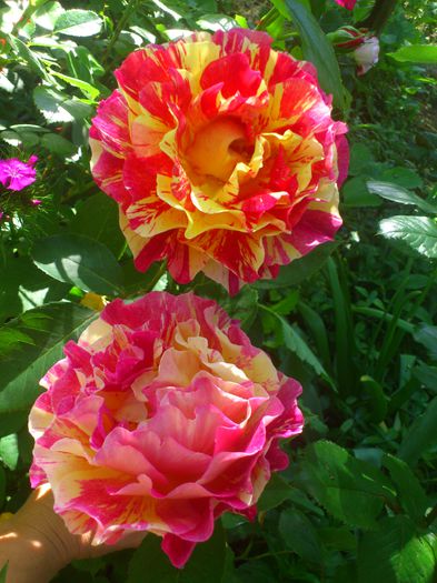 DSC_5547 - TRANDAFIRI 2014