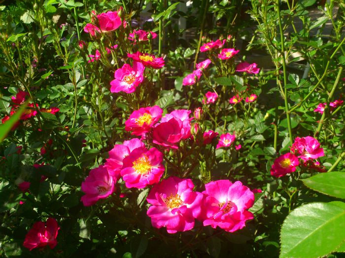 lupo - TRANDAFIRI 2014