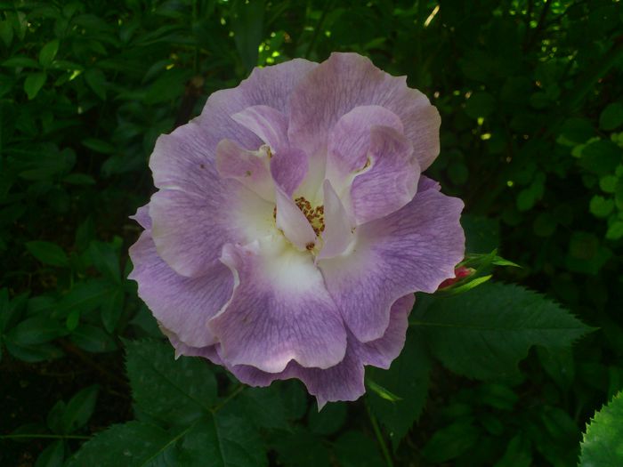 DSC_5543 - TRANDAFIRI 2014