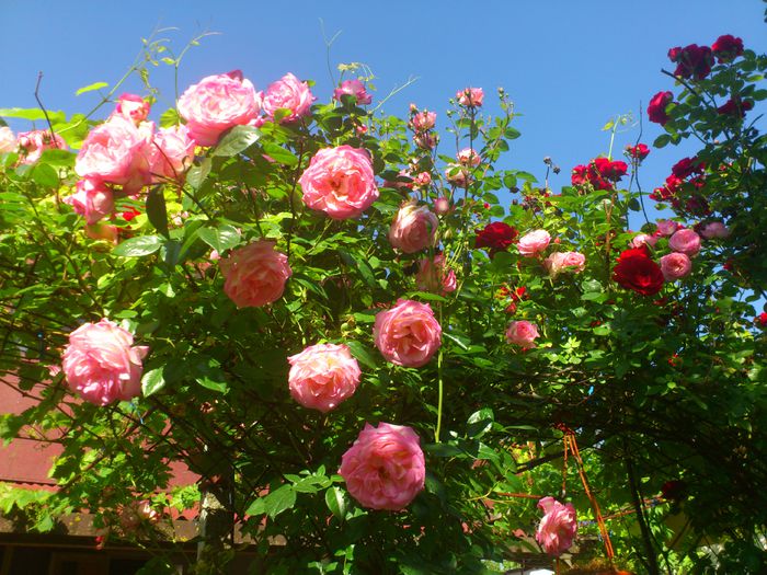 DSC_5542 - TRANDAFIRI 2014