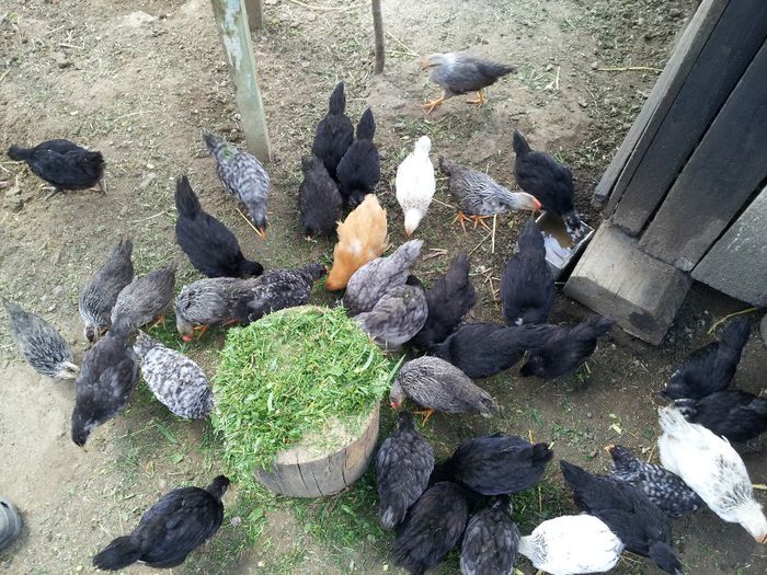 australorp italiene orpington si comune - Serii de pui