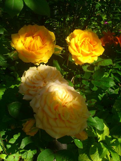 DSC_5540 - TRANDAFIRI 2014