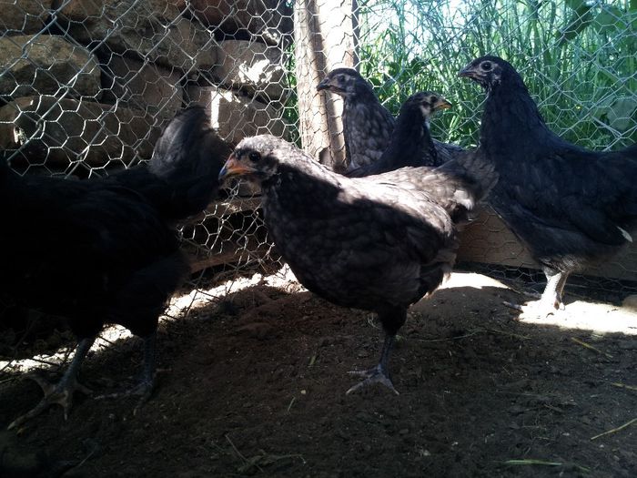 super puicute(sper) de australorp - Serii de pui