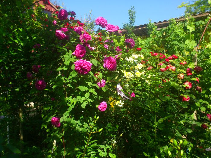 DSC_5535 - TRANDAFIRI 2014