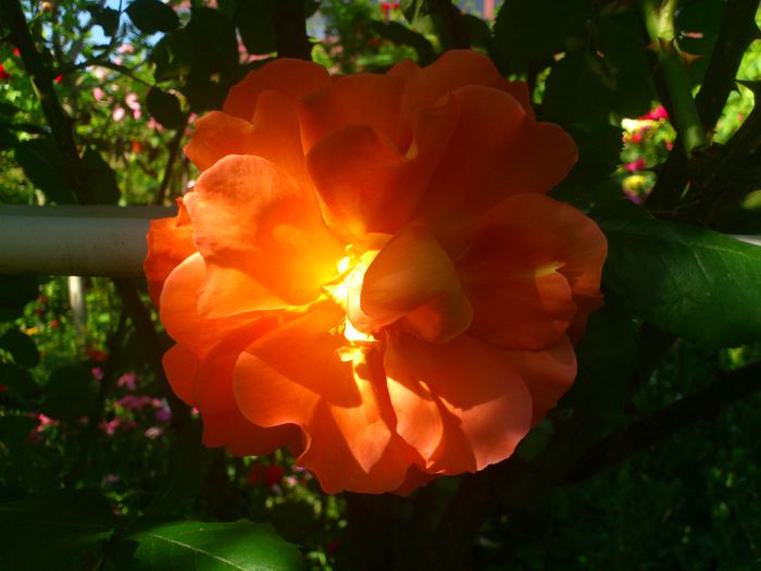 westerland - TRANDAFIRI 2014