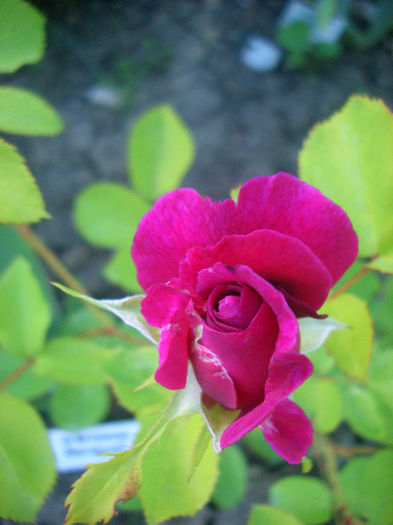 'William Shakespeare 2000 ™'• AUSromeo; Shrub.  English Rose Collection.  Bred by David Austin (United Kingdom, 2000).
