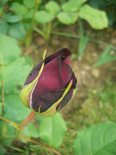 'Astrid Gräfin von Hardenberg'• Black Caviar • Nuit de Chine ® • RT 97-150 • "TAN97150"; Shrub. Bred by Hans Jürgen Evers (Germany, 1997).
