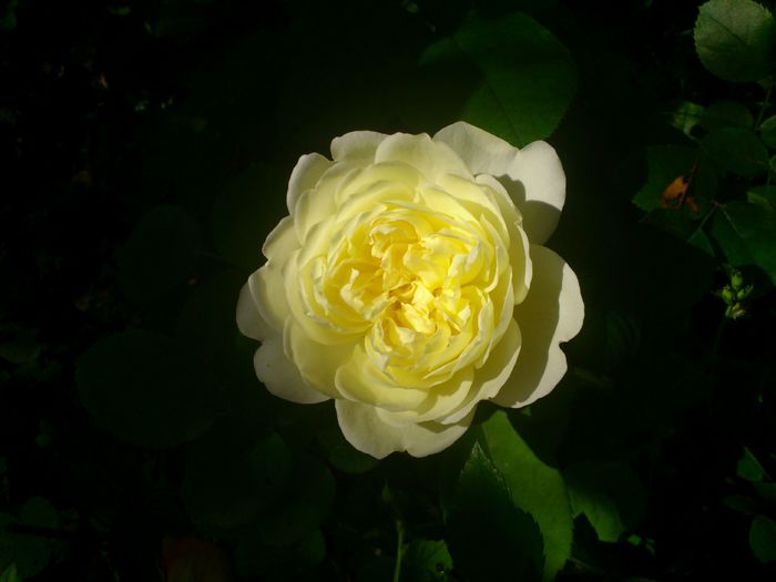 DSC_5533 - TRANDAFIRI 2014