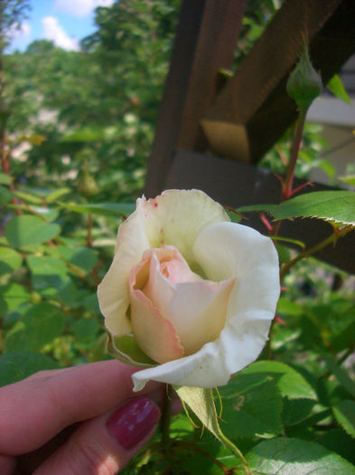'Swan Lake' • Schwanensee ®; Climber, Large-Flowered Climber.  Bred by Samuel Darragh McGredy IV (1968).
