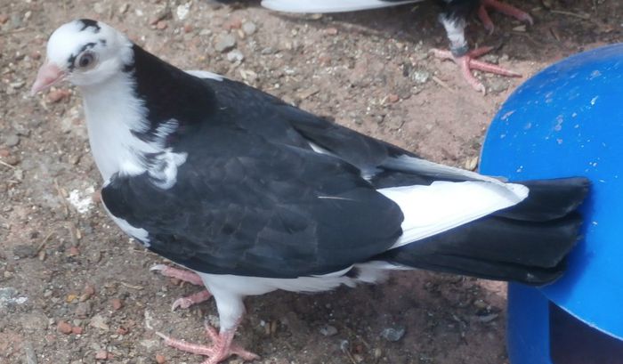 Dati in Alba la Gicu Grozav