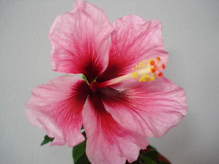 Pink Dream