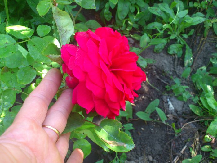 tess d u - TRANDAFIRI 2014