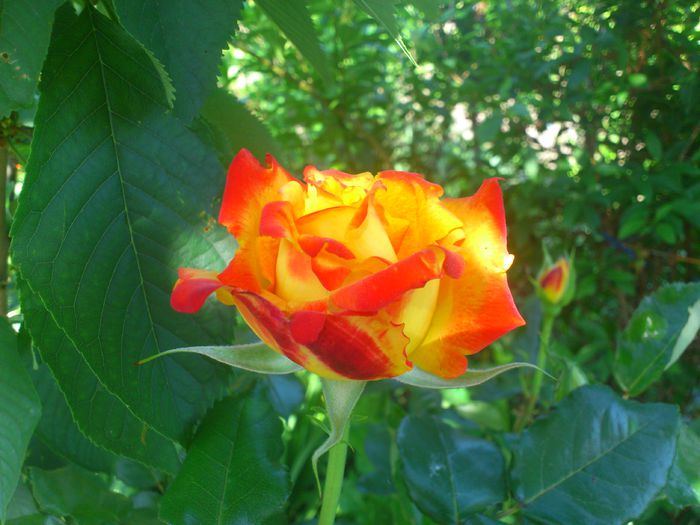 DSC_5523 - TRANDAFIRI 2014