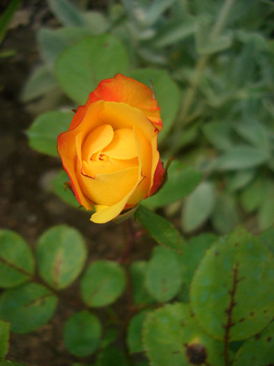 'Rumba ®' • Cuba Dance • Rhumba; Floribunda.  Bred by Svend Poulsen (Denmark, before 1959).
