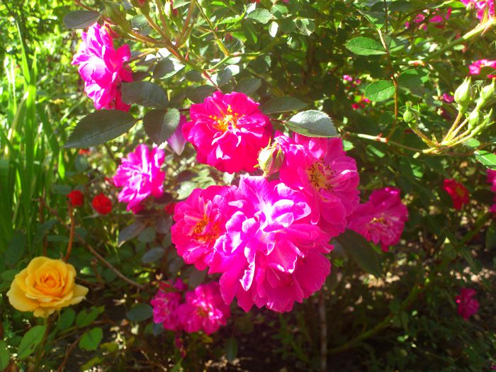 DSC_5522 - TRANDAFIRI 2014