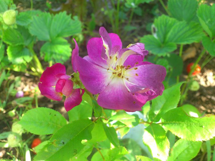 DSC_5521 - TRANDAFIRI 2014