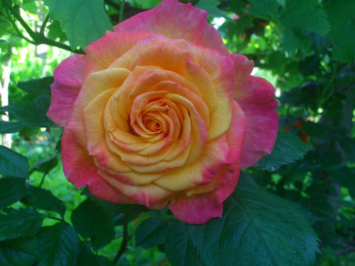 DSC_5519 - TRANDAFIRI 2014