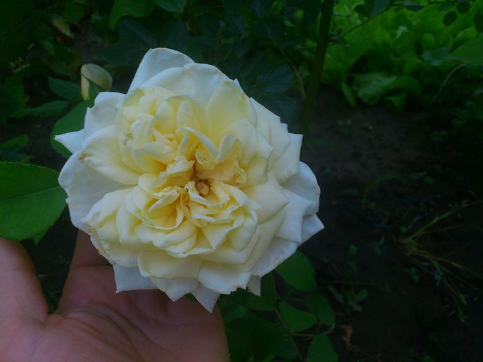 DSC_5518 - TRANDAFIRI 2014