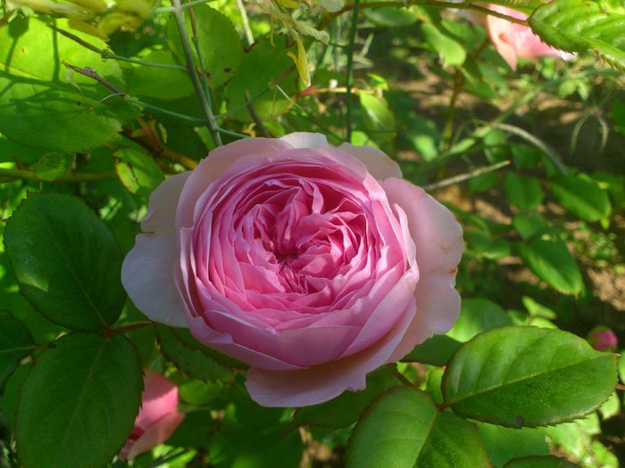 DSC_5517 - TRANDAFIRI 2014