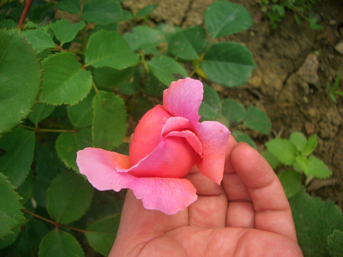 'Princess Alexandra of Kent' • Ausmerchant; Shrub.  English Rose Collection.  Bred by David Austin (United Kingdom, 2007).
