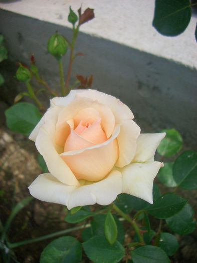 'Penny Lane' • HARdwell • HARwell; Climber, Large-Flowered Climber.  Bred by Harkness (United Kingdom, 1998).
