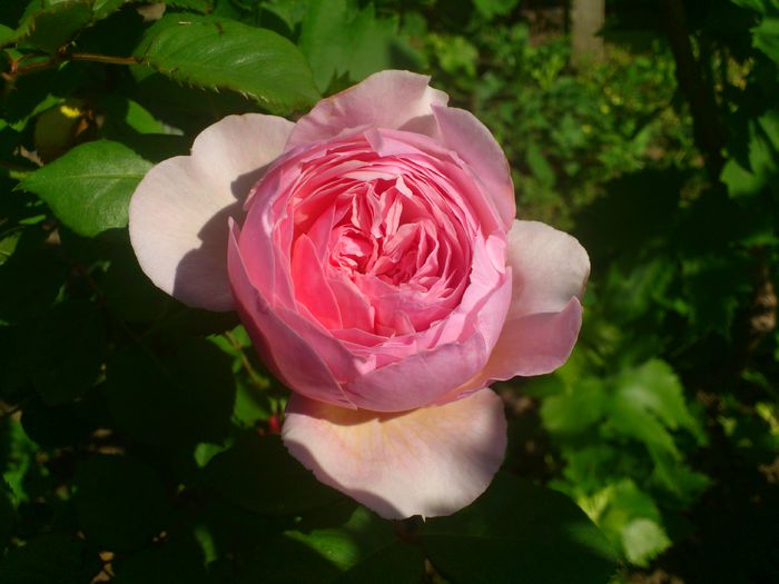 DSC_5515 - TRANDAFIRI 2014