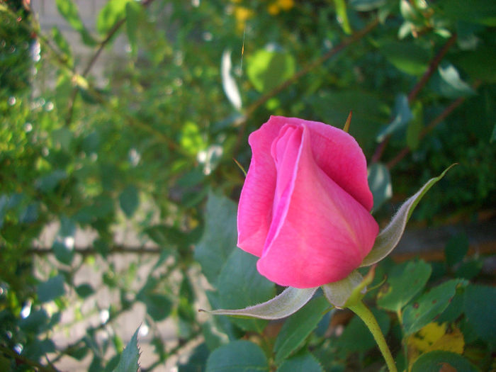 'Parade'; Climber, Floribunda, Cl., Large-Flowered Climber.  Bred by Eugene S. &quot;Gene&quot; Boerner (United States, 1953).
