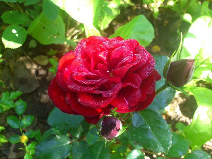 DSC_5514 - TRANDAFIRI 2014