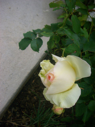 'Palais Royal ®'• Blanc Pierre de Ronsard • Blushing Pierre de Ronsard • MEIviowit • White Eden ™; Climber, Large-Flowered Climber.  Romantica ™.  Discovered by Alain Meilland (France, 1999).
