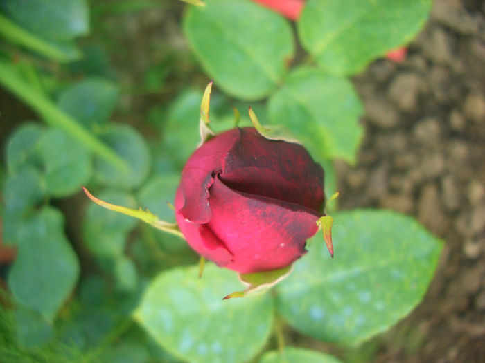 'Olde Romeo' • HADromeo; Hybrid Tea.  Bred by Harvey D. Davidson (United States, 1993).
