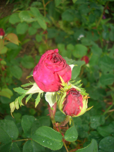 'Othello'• AUSlo • Kammersängerin Christel Goltz (in Austria) • Macbeth; Shrub.  English Rose Collection.  Bred by David Austin (United Kingdom, 1986).
