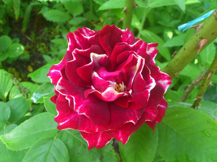 DSC_5507 - TRANDAFIRI 2014