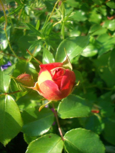 'Gebrüder Grimm ®'• Brothers Grimm Fairy Tale ™ • Eternal Flame• Gremlin • Joli Tambour • KORassenet; Floribunda, Shrub.  Bred by W. Kordes &amp; Sons (Germany).
