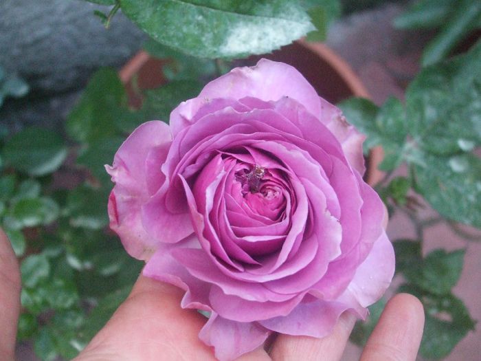 Lavander Ice
